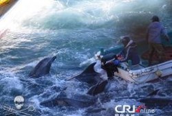 海豚湾在线观看,在线观看揭示的海洋悲剧